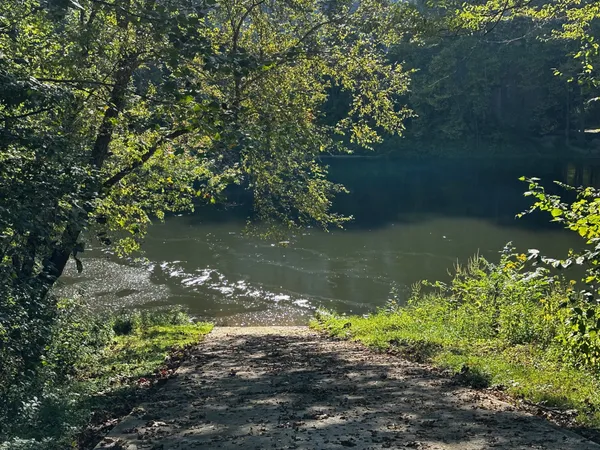 a view of a lake with a tree