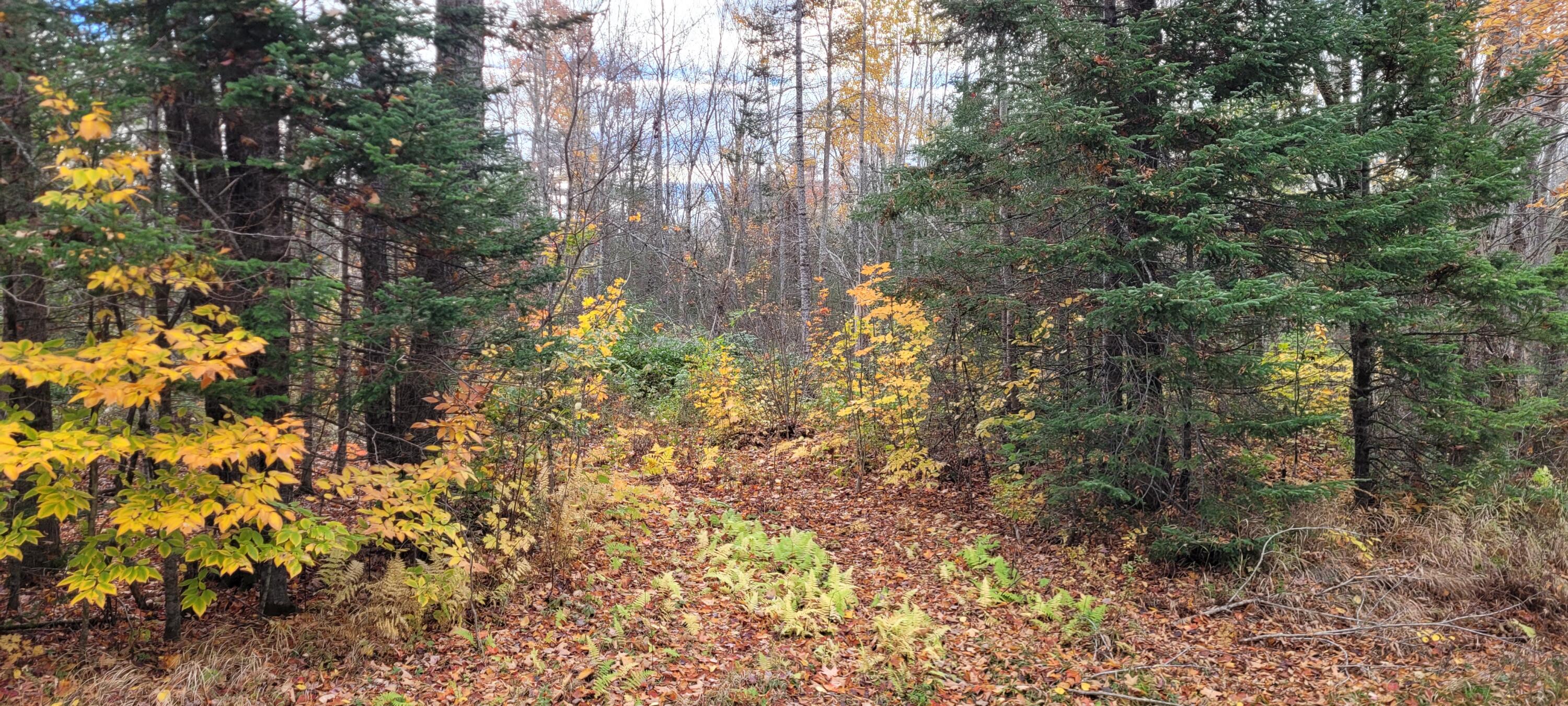 0 Storer Road Bradford, ME 04410 - Photo 16 of 27 20211019_095931