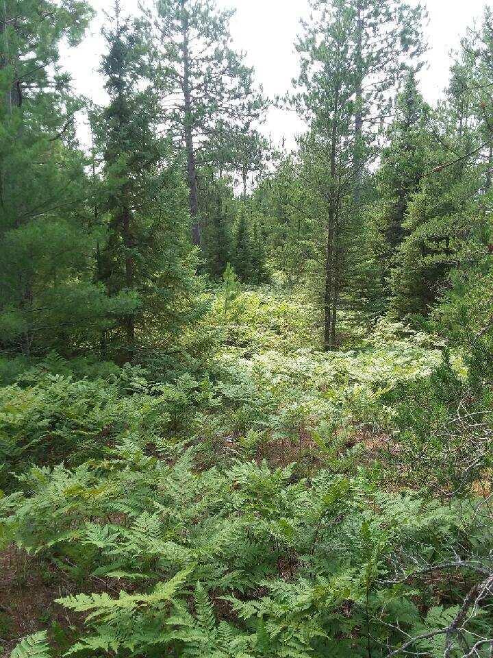 0 West Edge Road Germfask, MI 49836 - Photo 7 of 26 Gallery Image 7