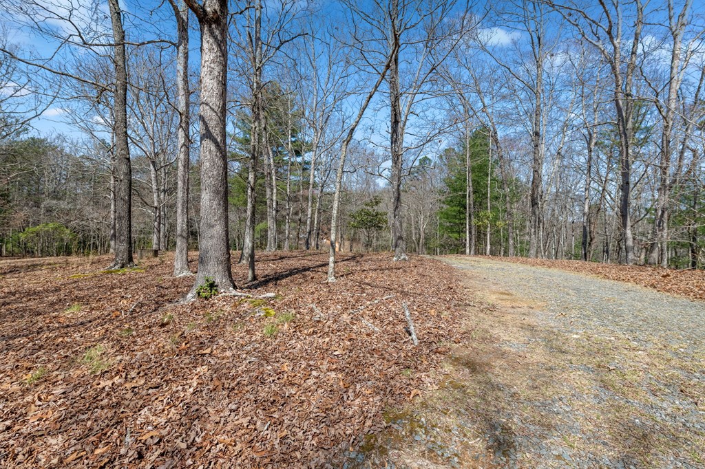 1262 Maple Grove Road Morganton, GA 30560 - Photo 14 of 68 a view of a yard with trees