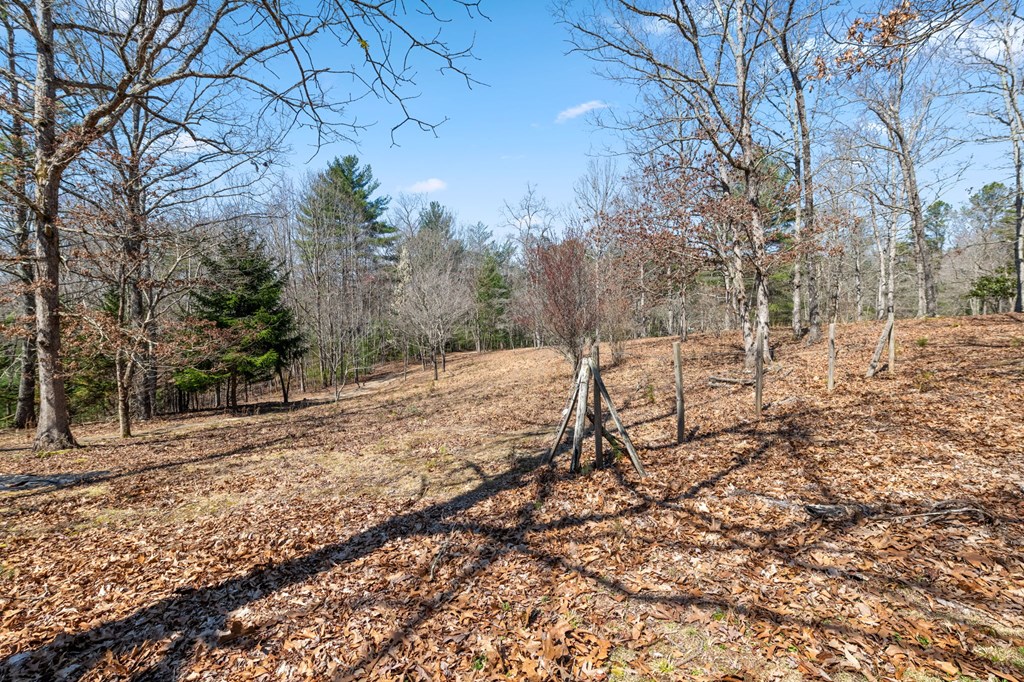 1262 Maple Grove Road Morganton, GA 30560 - Photo 16 of 68 a view of a yard with trees