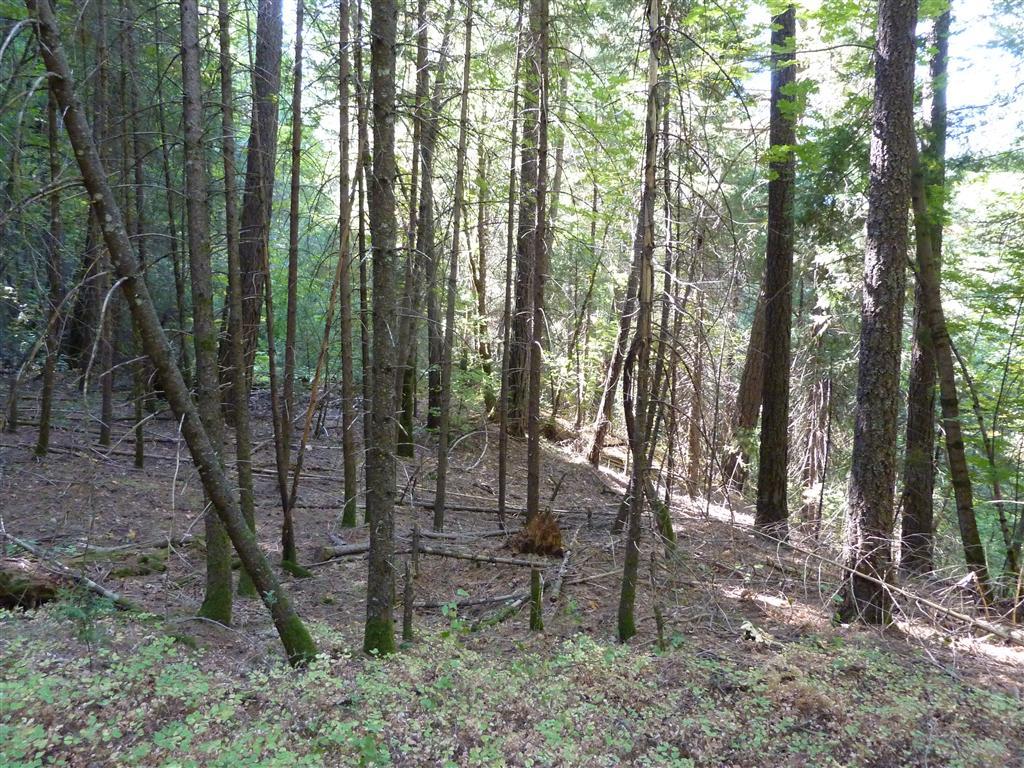 17-acres Roaring Ridge Road Montgomery Creek, CA 96065 - Photo 15 of 22 7