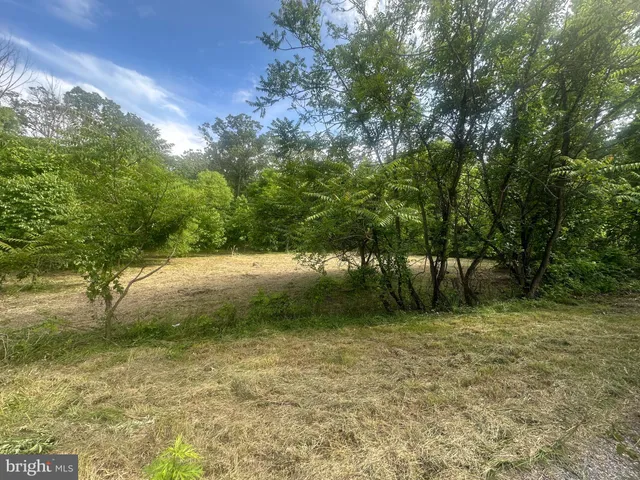 a view of a backyard with plants and a trees