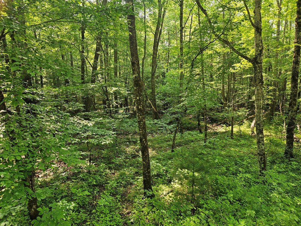 Tbd Crawfish Road Rural Retreat, VA 24368 - Photo 2 of 12 Gallery Image 2