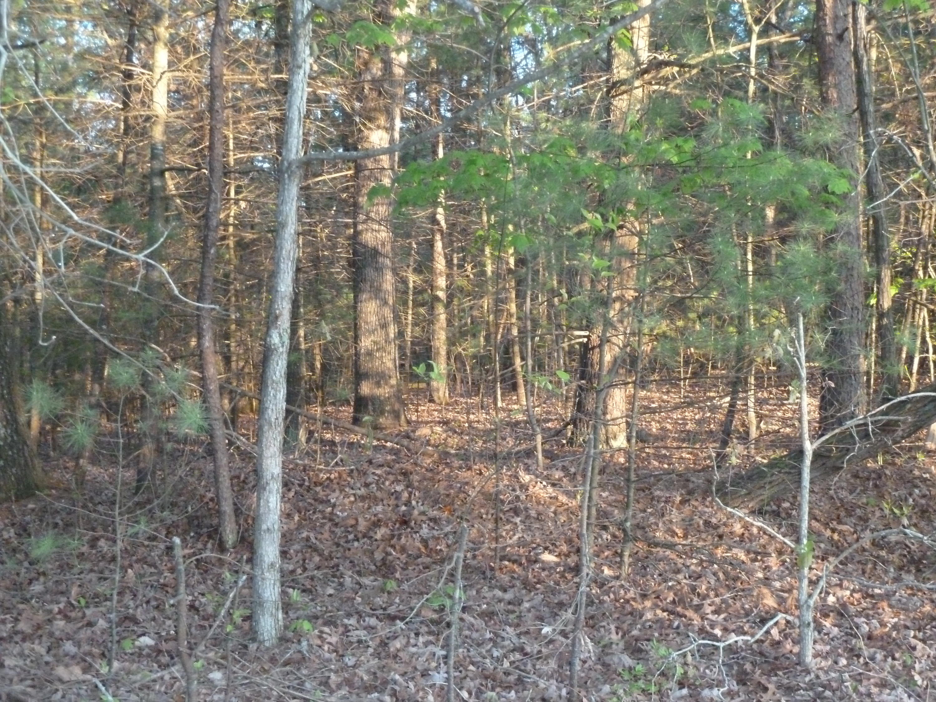 a view of a forest