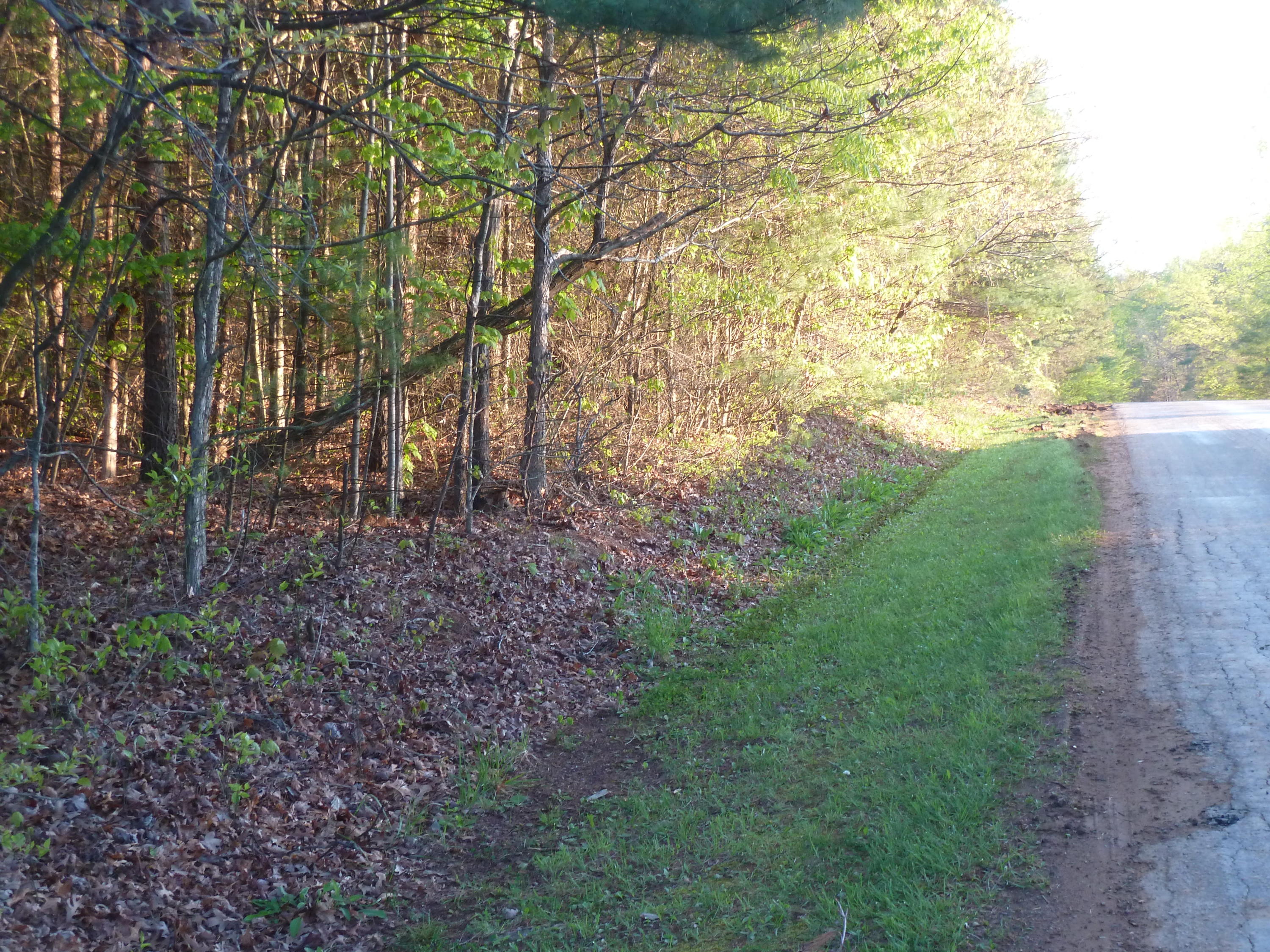 0 Rakes Road Rocky Mount, VA 24151 - Photo 3 of 6 a view of a yard with a tree