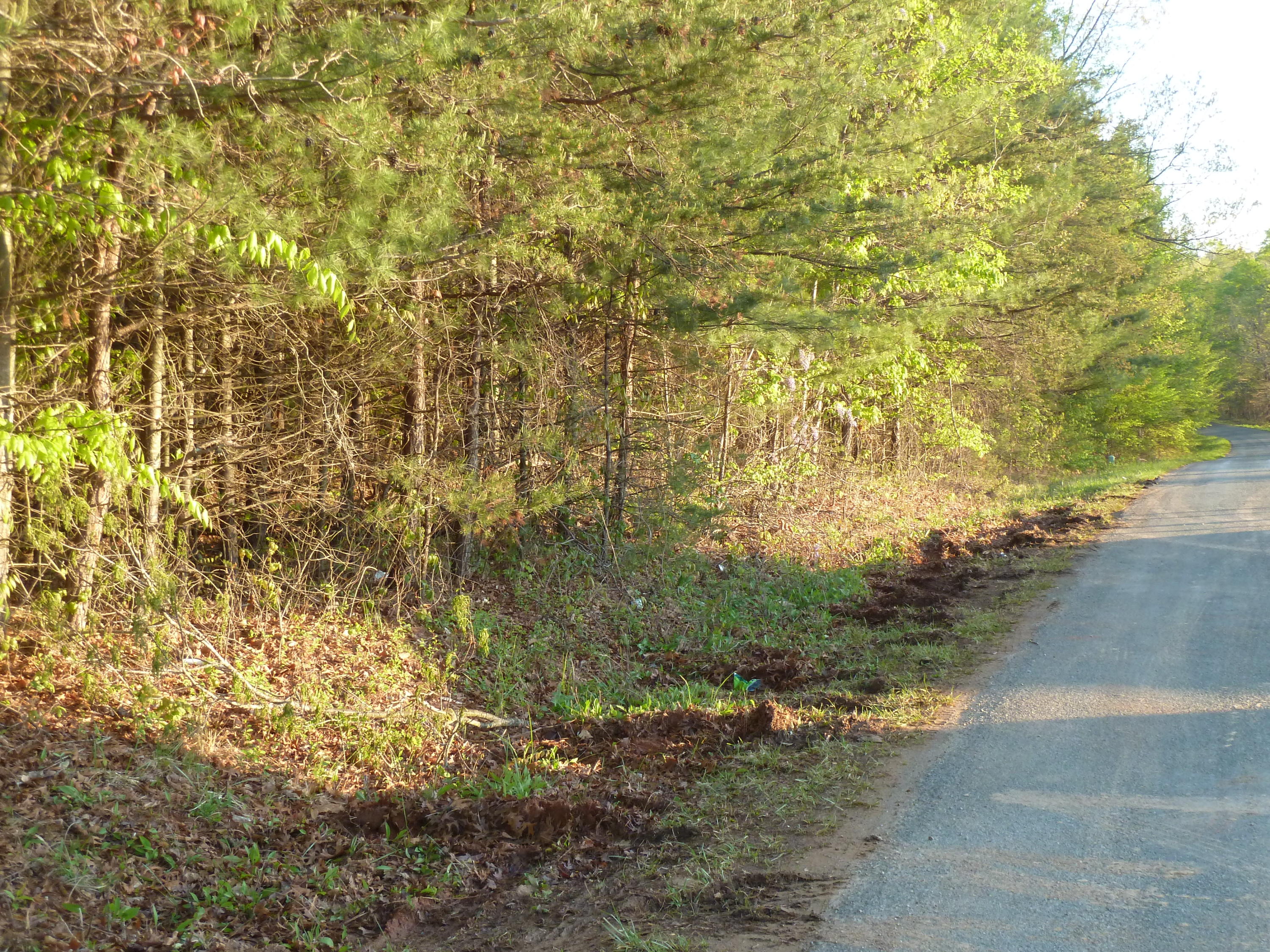 0 Rakes Road Rocky Mount, VA 24151 - Photo 4 of 6 a view of a yard with plants and trees