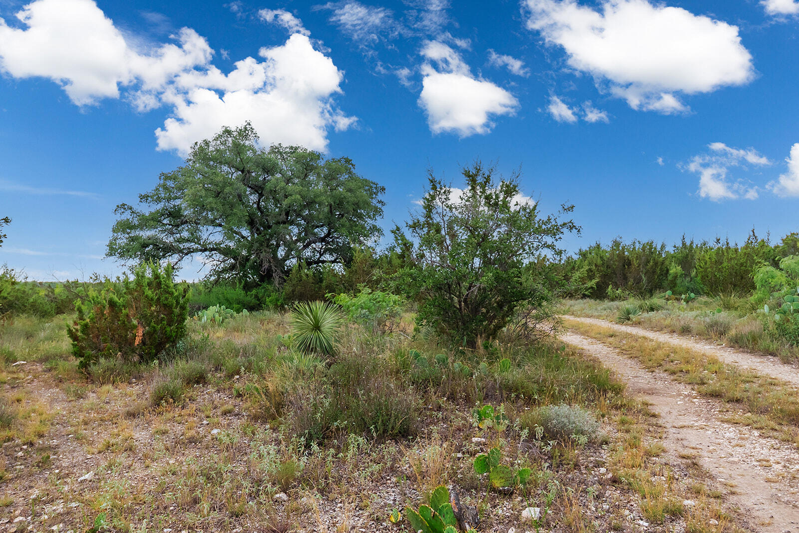 355 Bison Road Eden, TX 76837 - Photo 3 of 14 115A0242-HDR-Edit