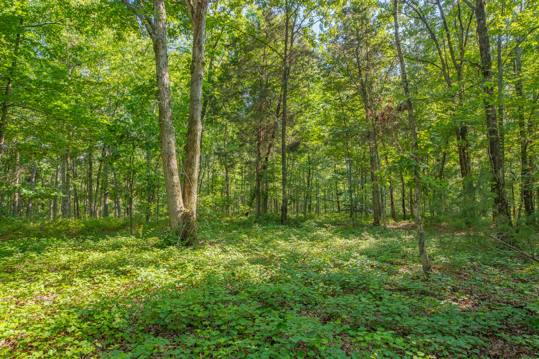 0 Pinewood Road Nunnelly, TN 37137 - Photo 27 of 64 Gallery Image 27