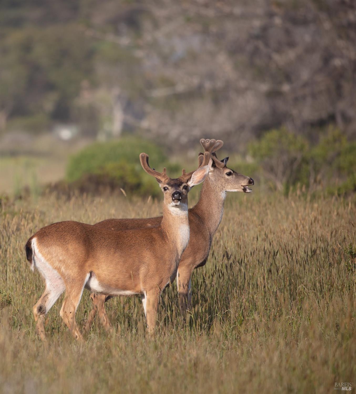 46 Sea Walk Drive The Sea Ranch, CA 95497 - Photo 54 of 63 See dear grazing along the way