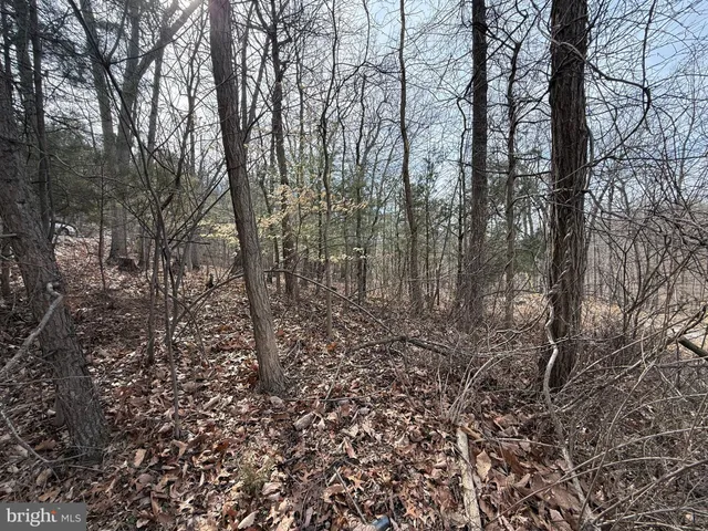 a view of a forest with lots of trees