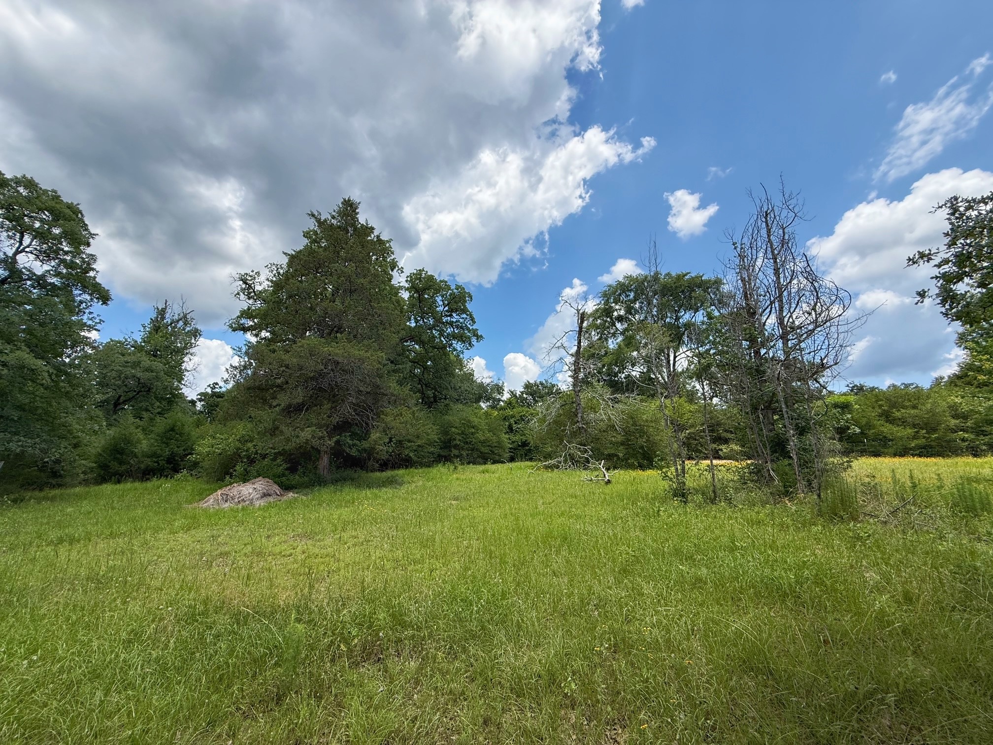 1491 County Road 1464 Centerville, TX 75833 - Photo 7 of 19 a view of a grassy field