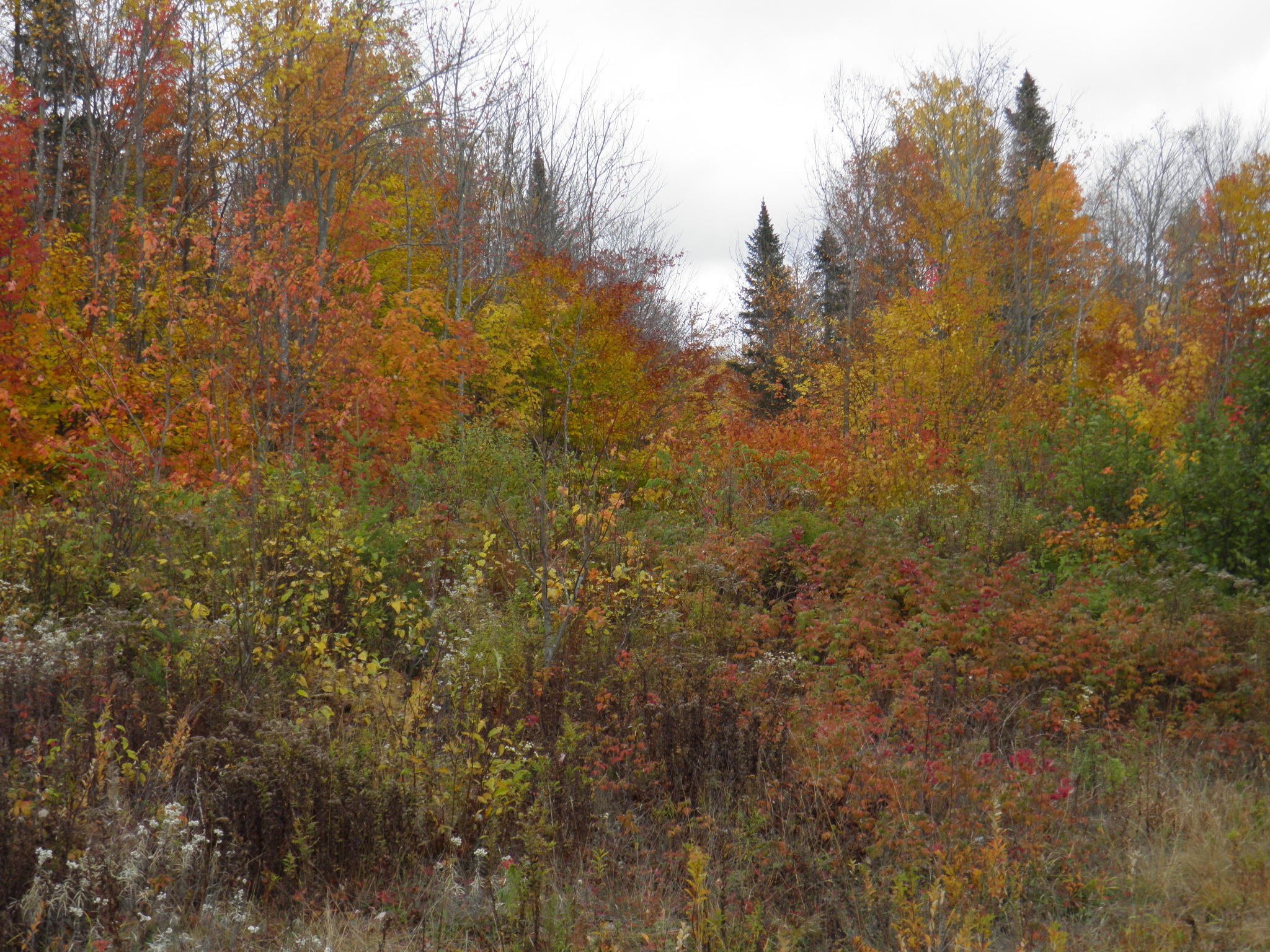Lot 24 Currie Rd Mount Mount Chase, ME 04765 - Photo 14 of 24 PA130695