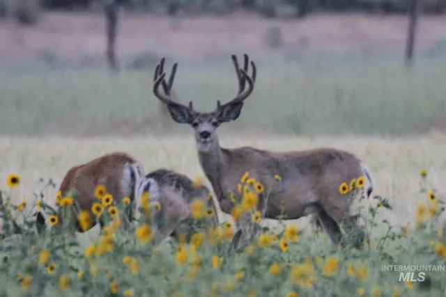 $1,400,000 | 320 Monument Gulch, Fairfield, ID 83322