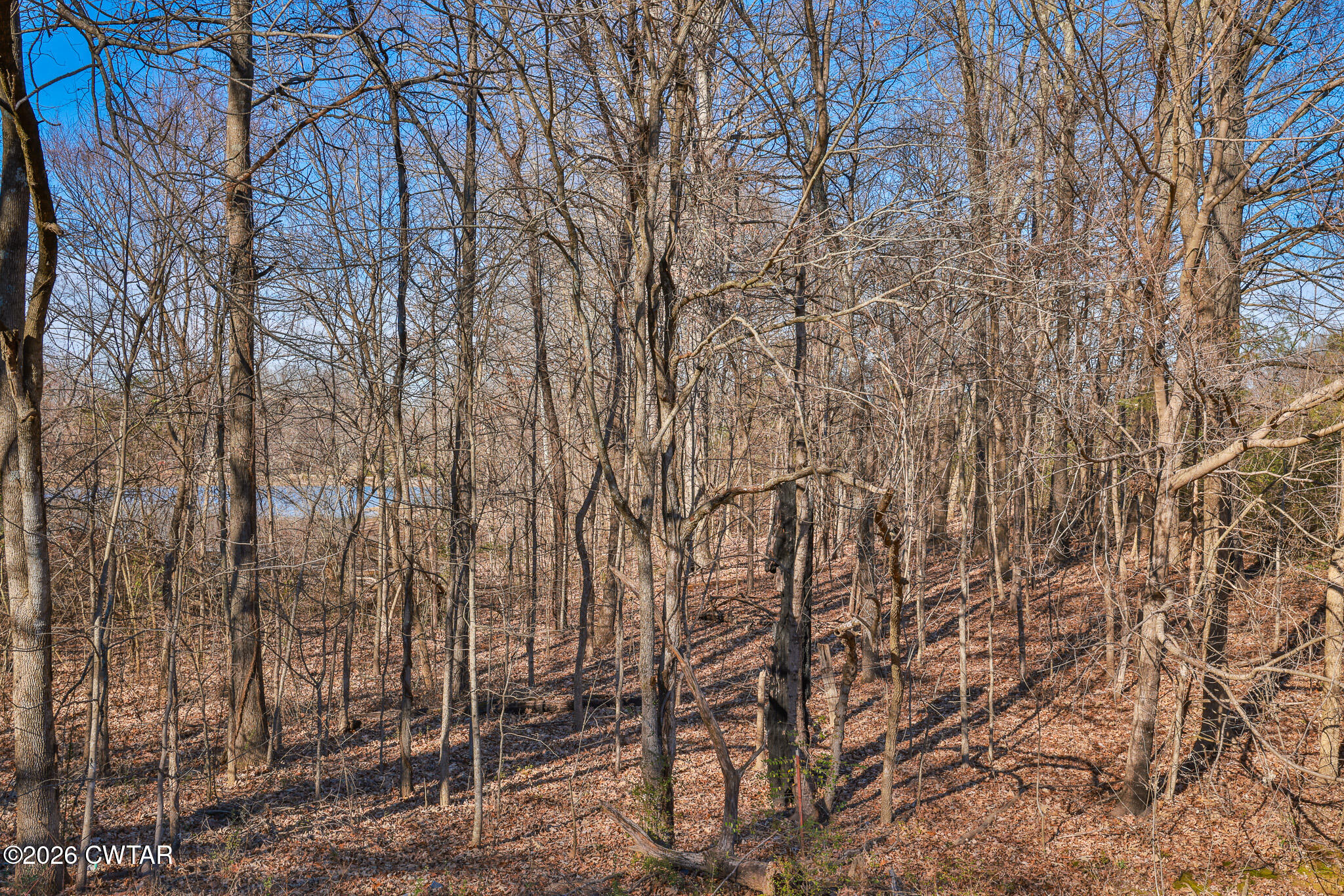 125 Old Dyer-Trenton Road Dyer, TN 38330 - Photo 39 of 40 a view of a forest