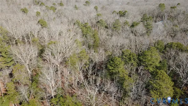 a view of a dry yard with large trees