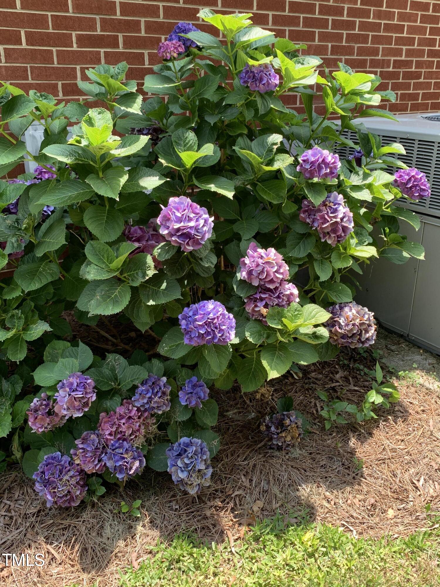115 Omega Road Durham, NC 27712 - Photo 43 of 46 Omega- flowers 6