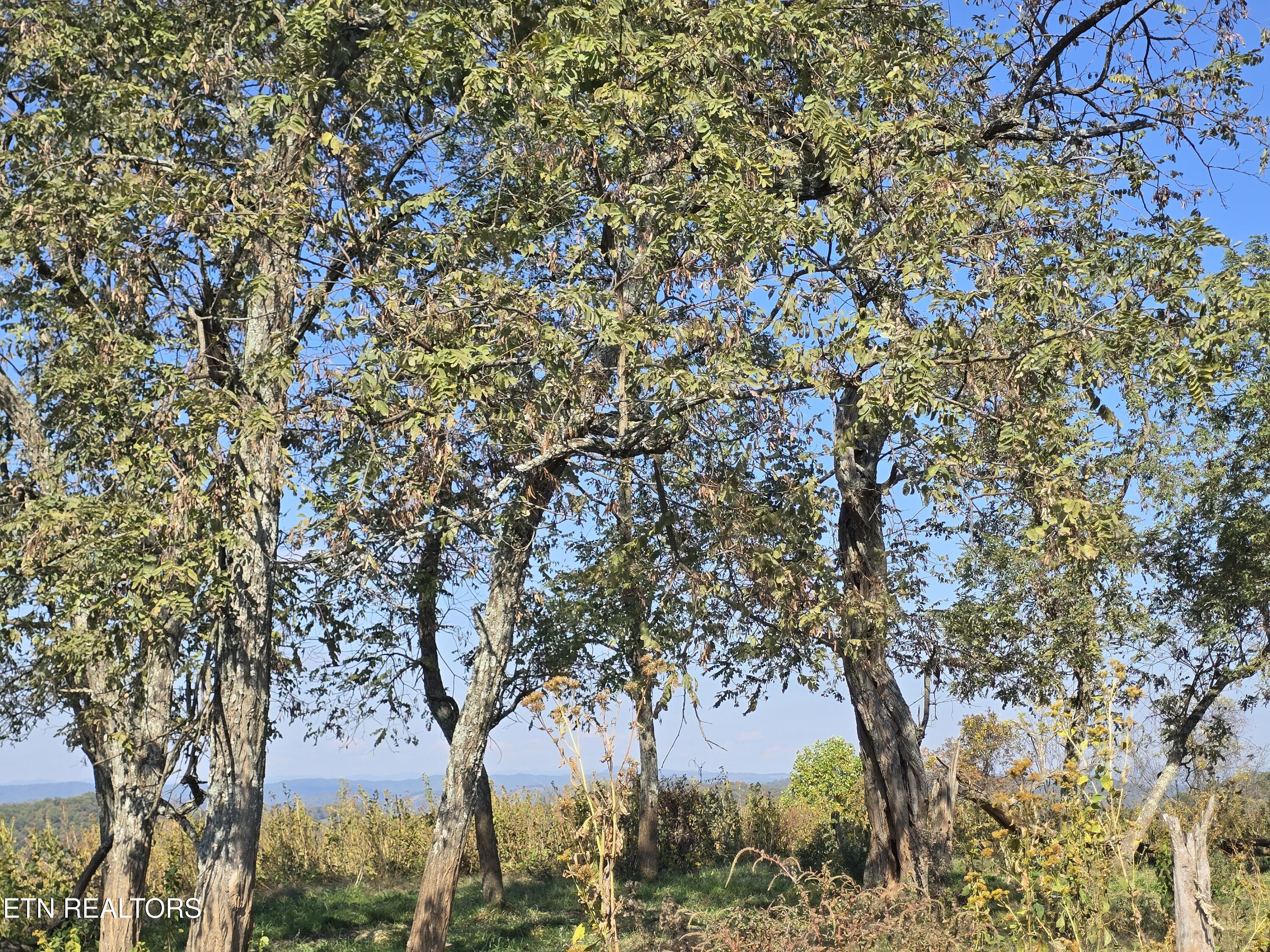 Tbd Copper Ridge Road Eidson, TN 37731 - Photo 14 of 49 20251018_143849