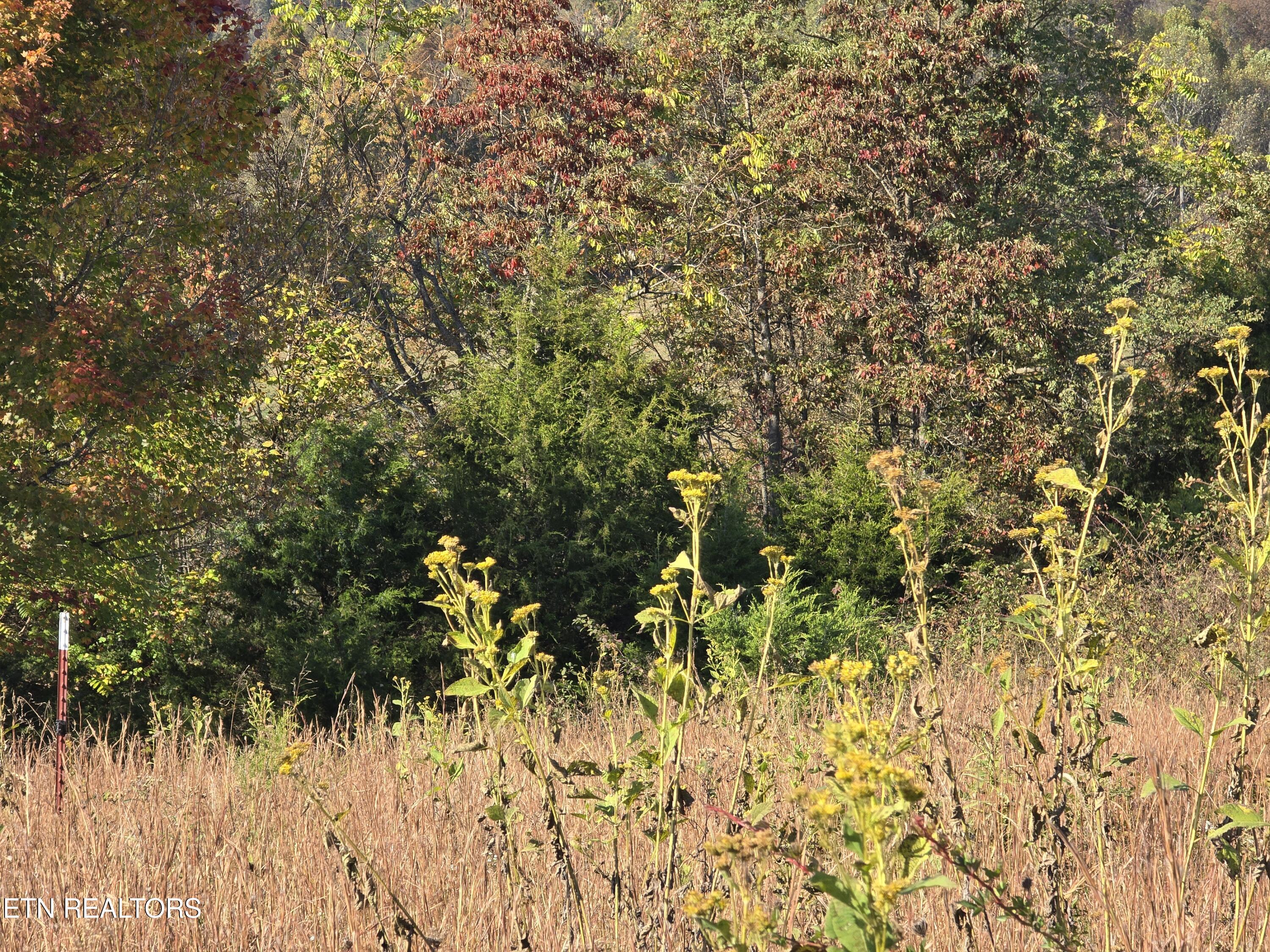 Tbd Copper Ridge Road Eidson, TN 37731 - Photo 16 of 49 20251018_145523