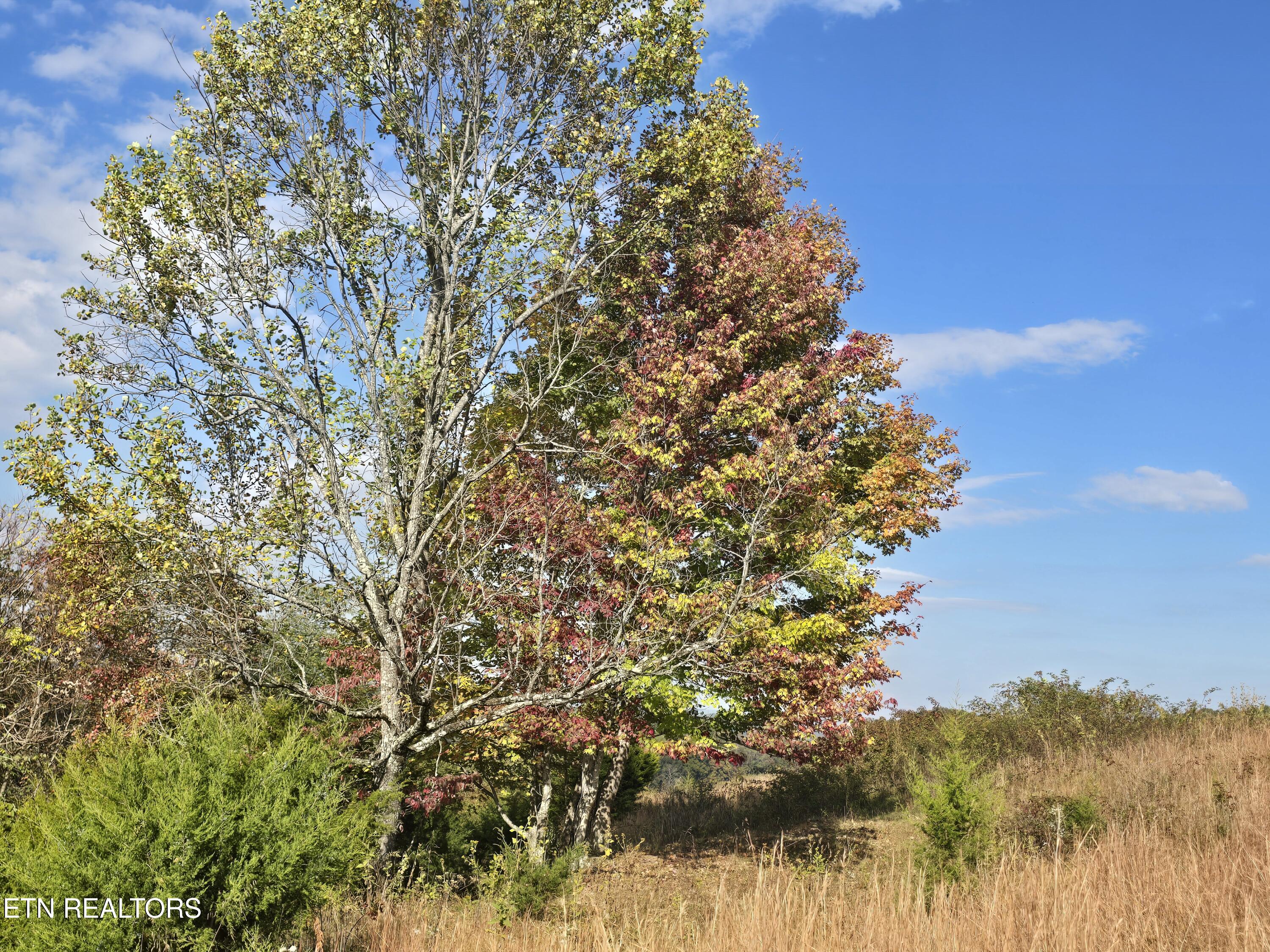 Tbd Copper Ridge Road Eidson, TN 37731 - Photo 22 of 49 20251018_153423
