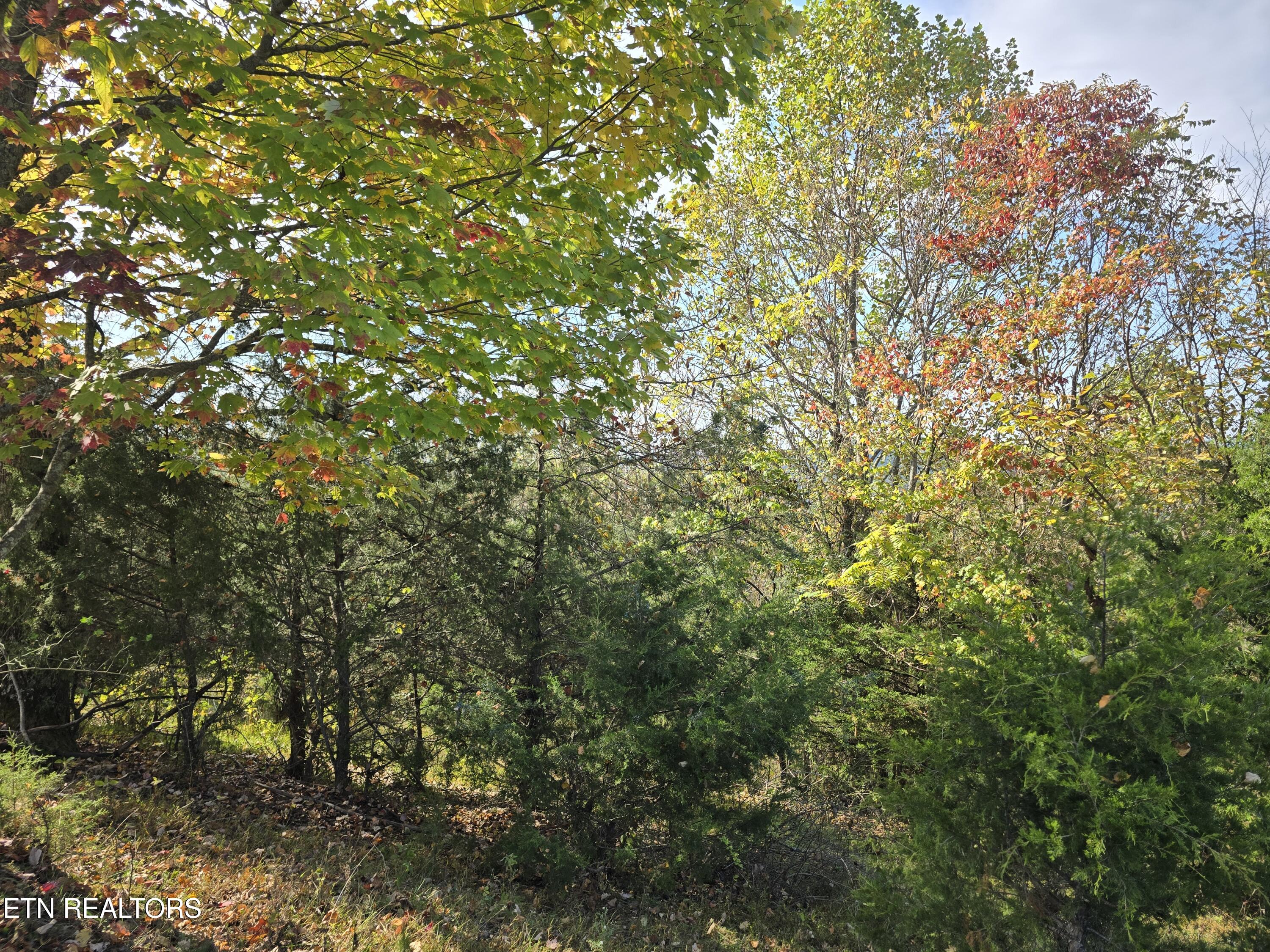 Tbd Copper Ridge Road Eidson, TN 37731 - Photo 23 of 49 20251018_152943