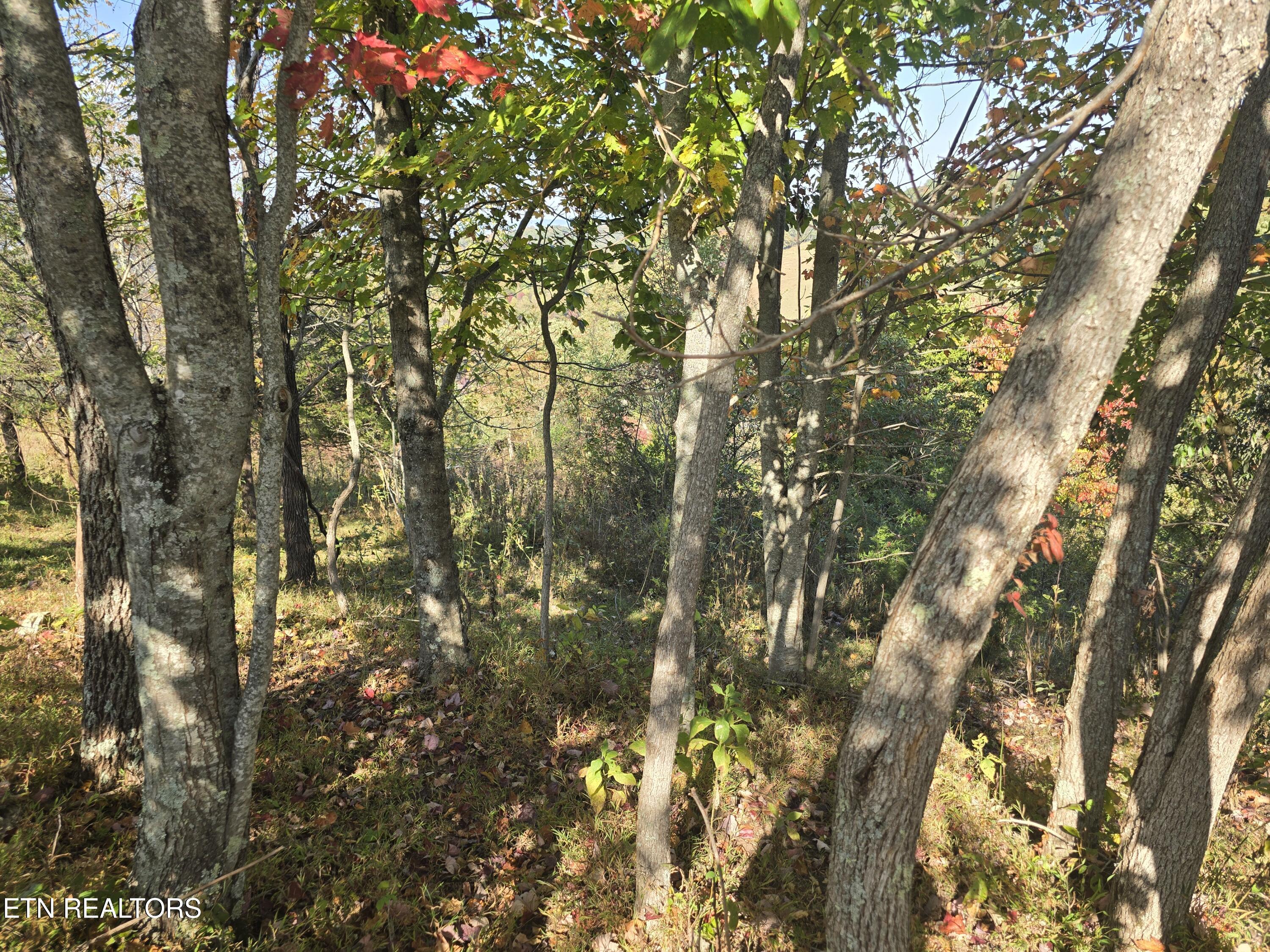 Tbd Copper Ridge Road Eidson, TN 37731 - Photo 30 of 49 20251018_150508