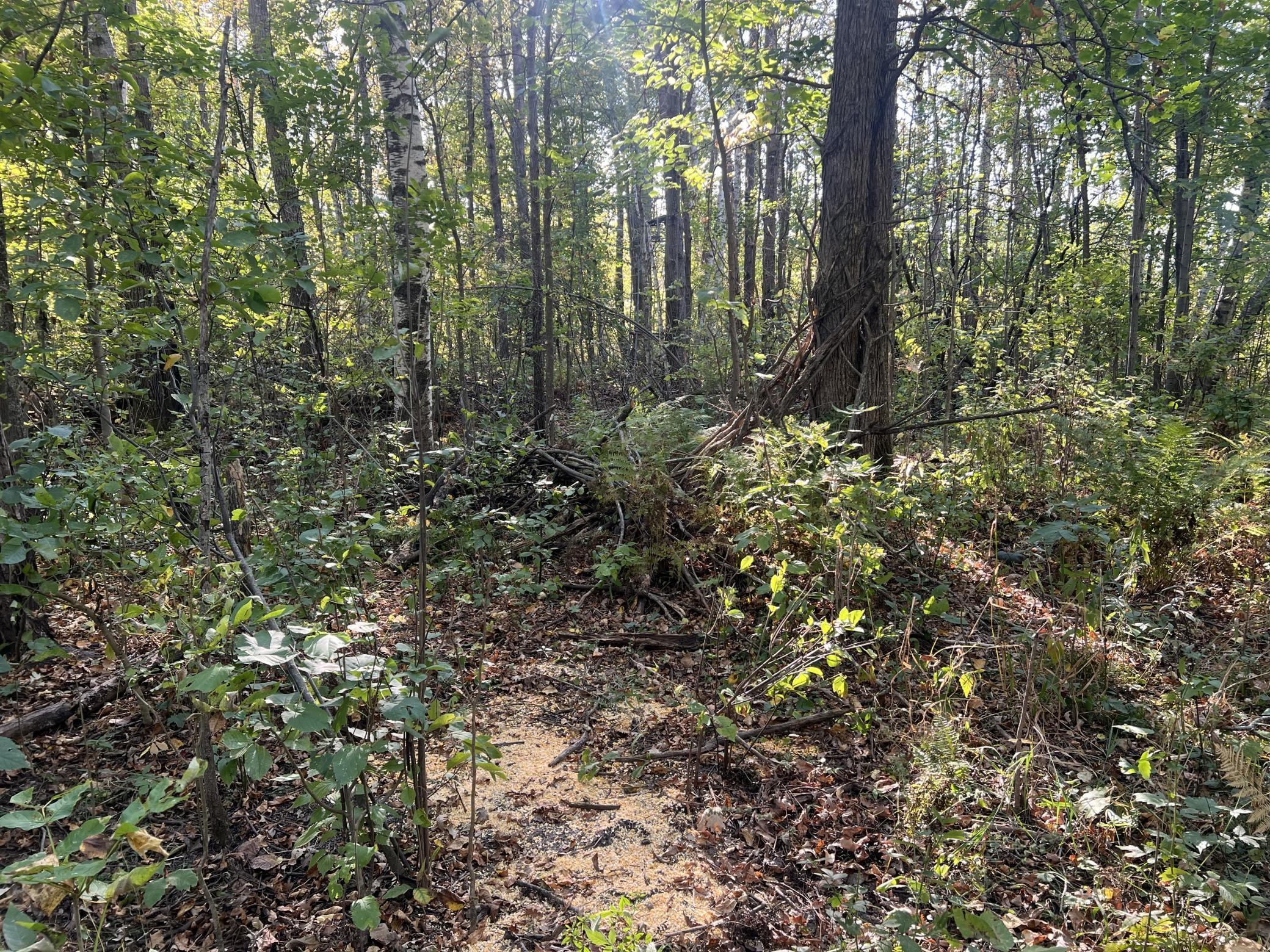 32317 170th Street Isle, MN 56342 - Photo 4 of 14