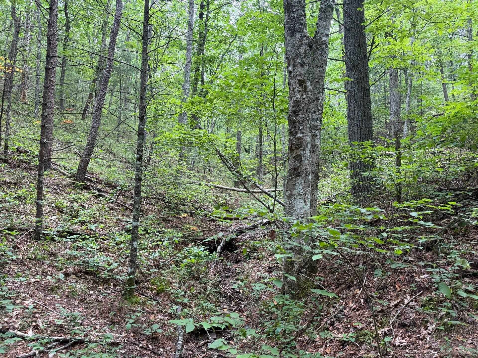 Tbd Short Ridge Drive Bland, VA 24315 - Photo 37 of 125 Gallery Image 37