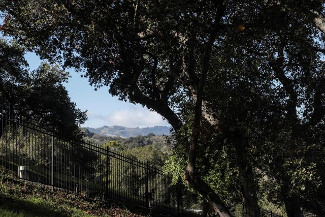 a view of a yard with plants and trees