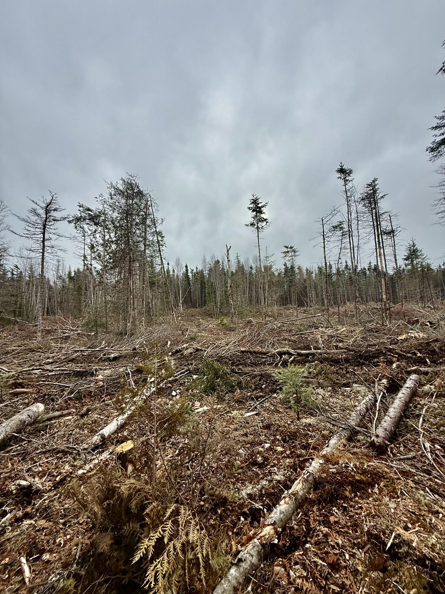 L1 Lively Brook, Unit ACRES Whiting, ME 04691 - Photo 11 of 27 IMG_0269