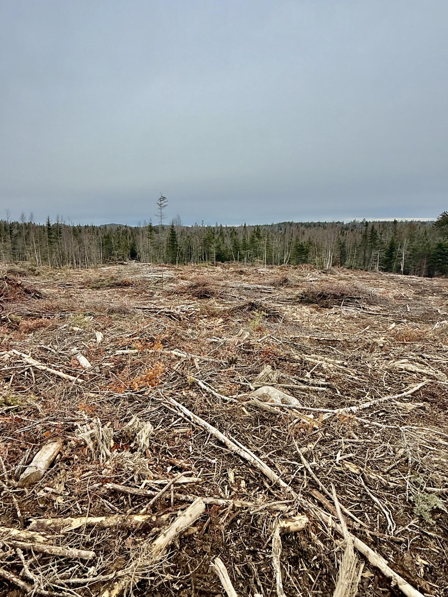 L1 Lively Brook, Unit ACRES Whiting, ME 04691 - Photo 15 of 27 IMG_0237