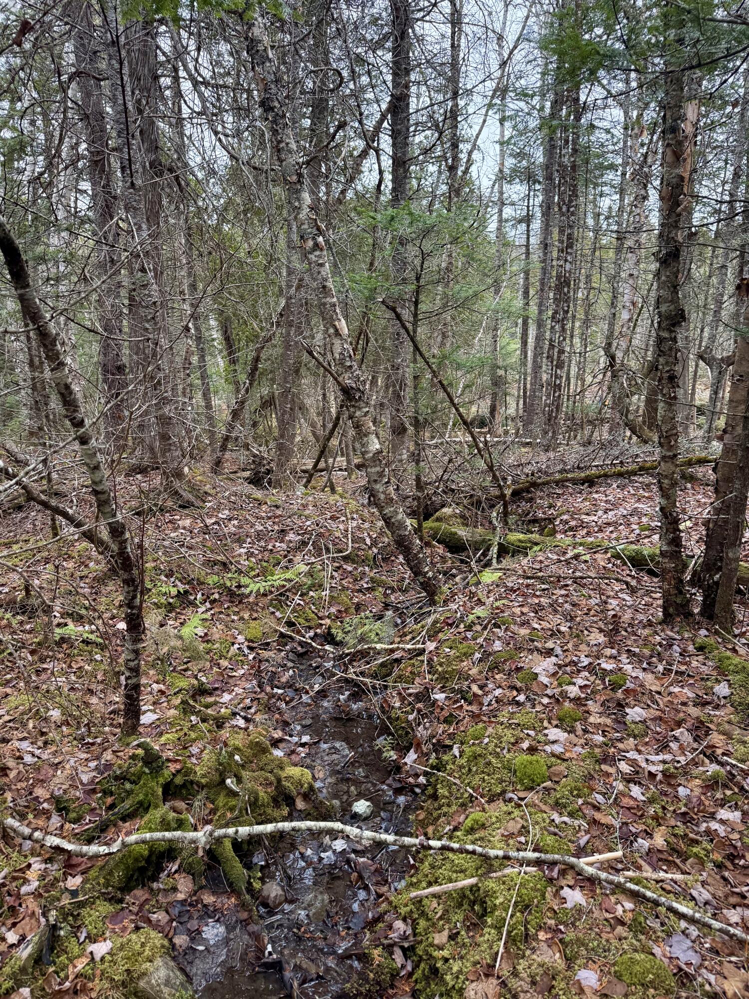 L1 Lively Brook, Unit ACRES Whiting, ME 04691 - Photo 4 of 27 IMG_0301