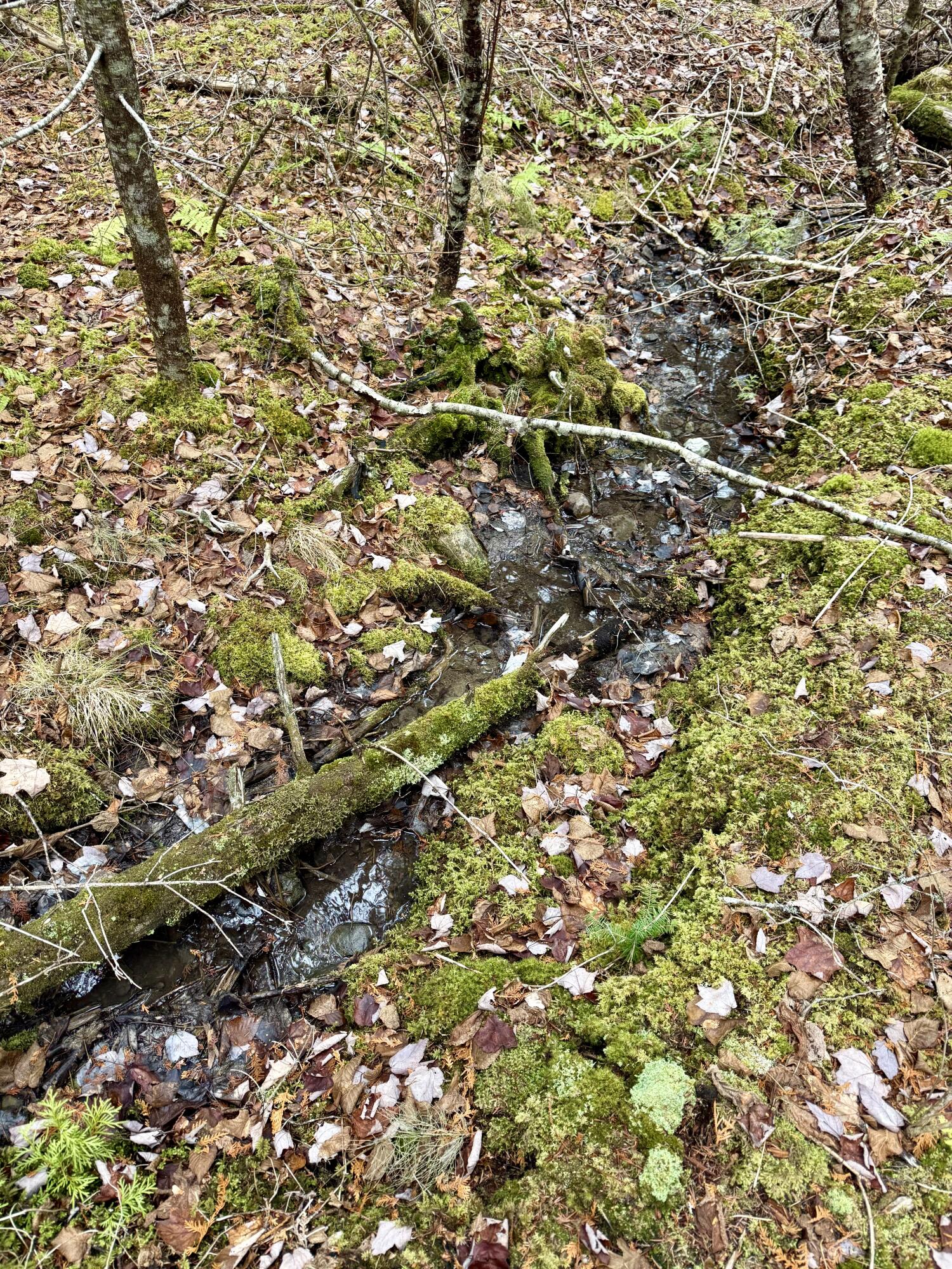 L1 Lively Brook, Unit ACRES Whiting, ME 04691 - Photo 5 of 27 IMG_0302