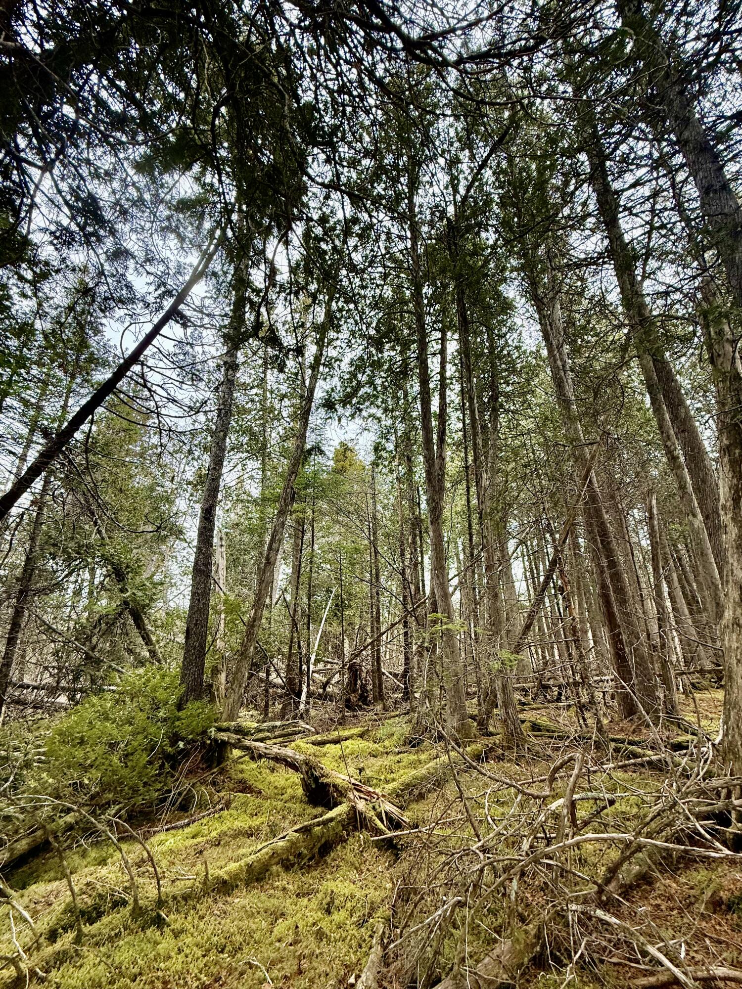 L1 Lively Brook, Unit ACRES Whiting, ME 04691 - Photo 7 of 27 IMG_0283
