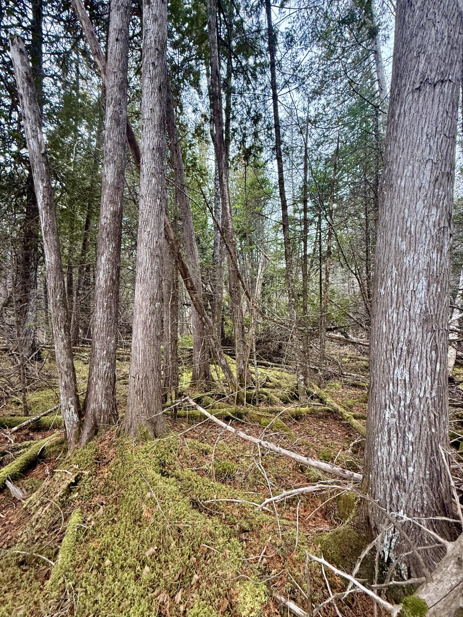 L1 Lively Brook, Unit ACRES Whiting, ME 04691 - Photo 8 of 27 IMG_0277