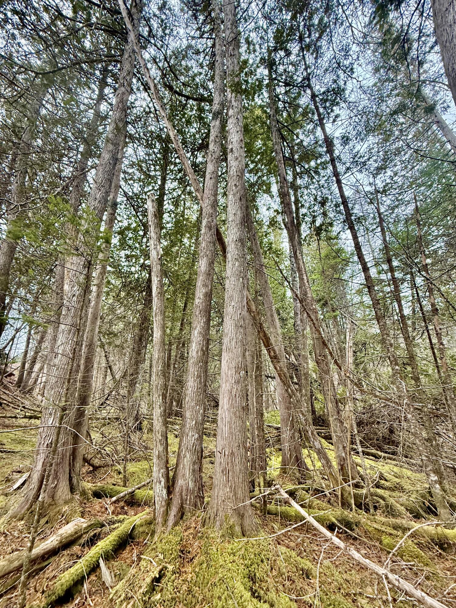 L1 Lively Brook, Unit ACRES Whiting, ME 04691 - Photo 9 of 27 IMG_0276
