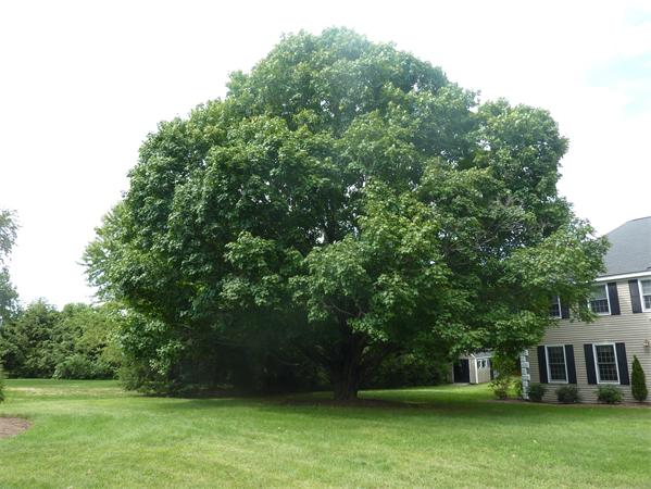 34 Wadsworth Road Sudbury, MA 01776 - Photo 17 of 17
