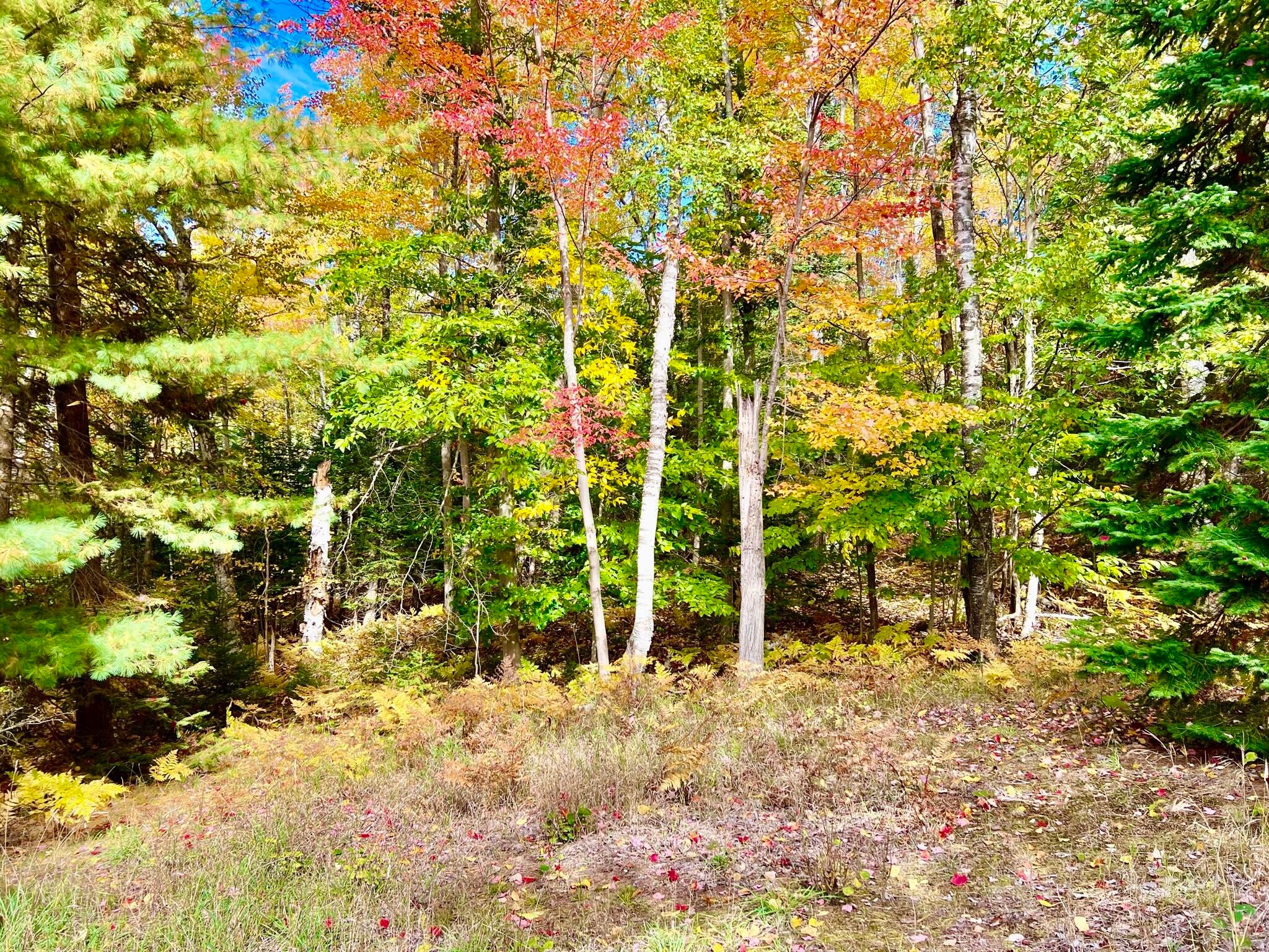 3672 Lance Lake Road Wolverine, MI 49799 - Photo 23 of 23 Gallery Image 23