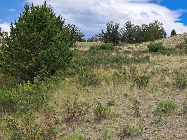 a view of a bunch of trees and bushes