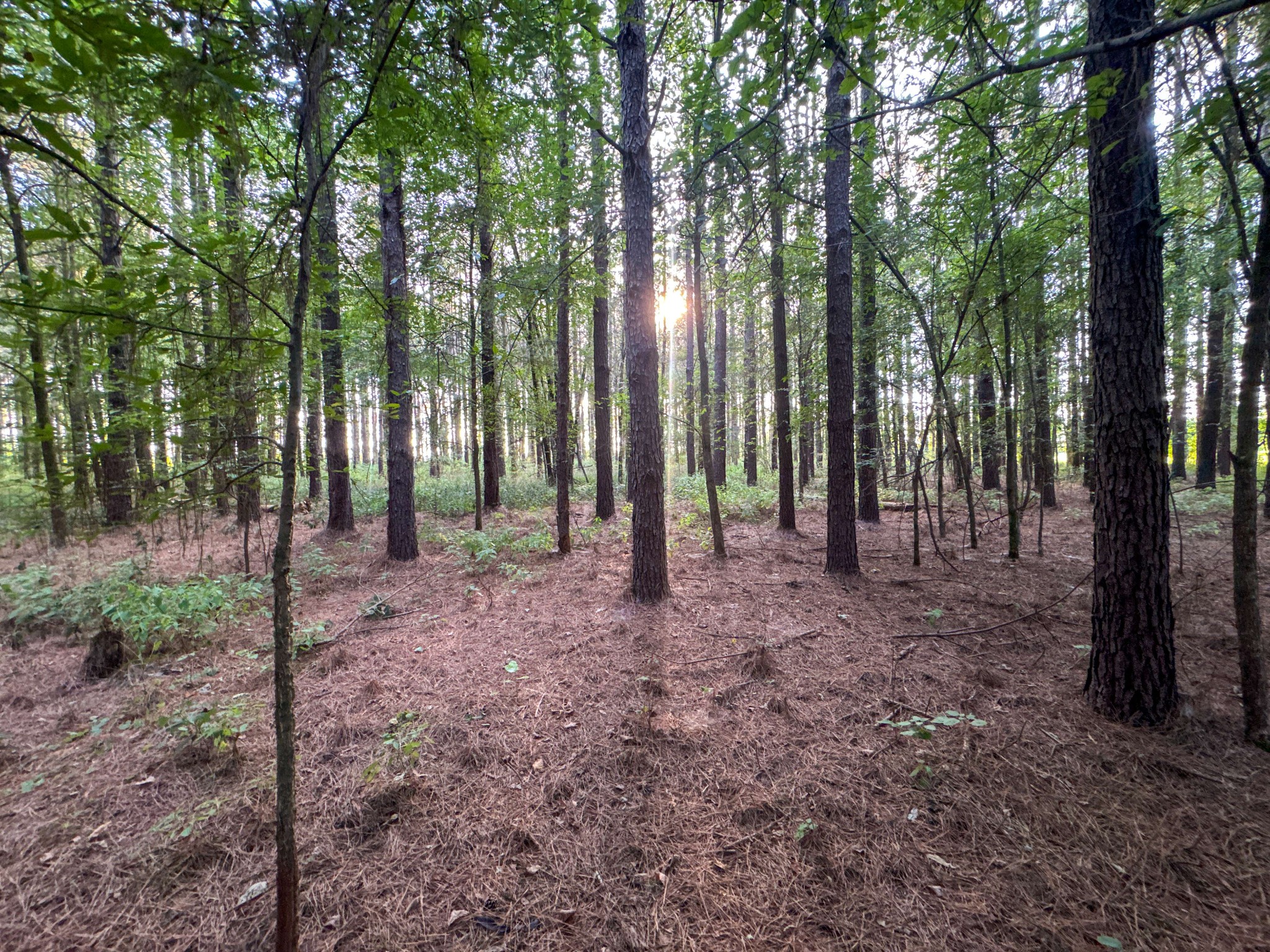 0 Leath Road Counce, TN 38326 - Photo 16 of 50 a view of outdoor space and trees