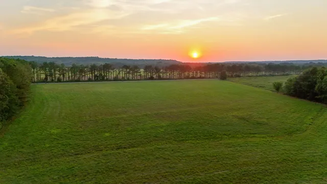 a view of an trees with yard