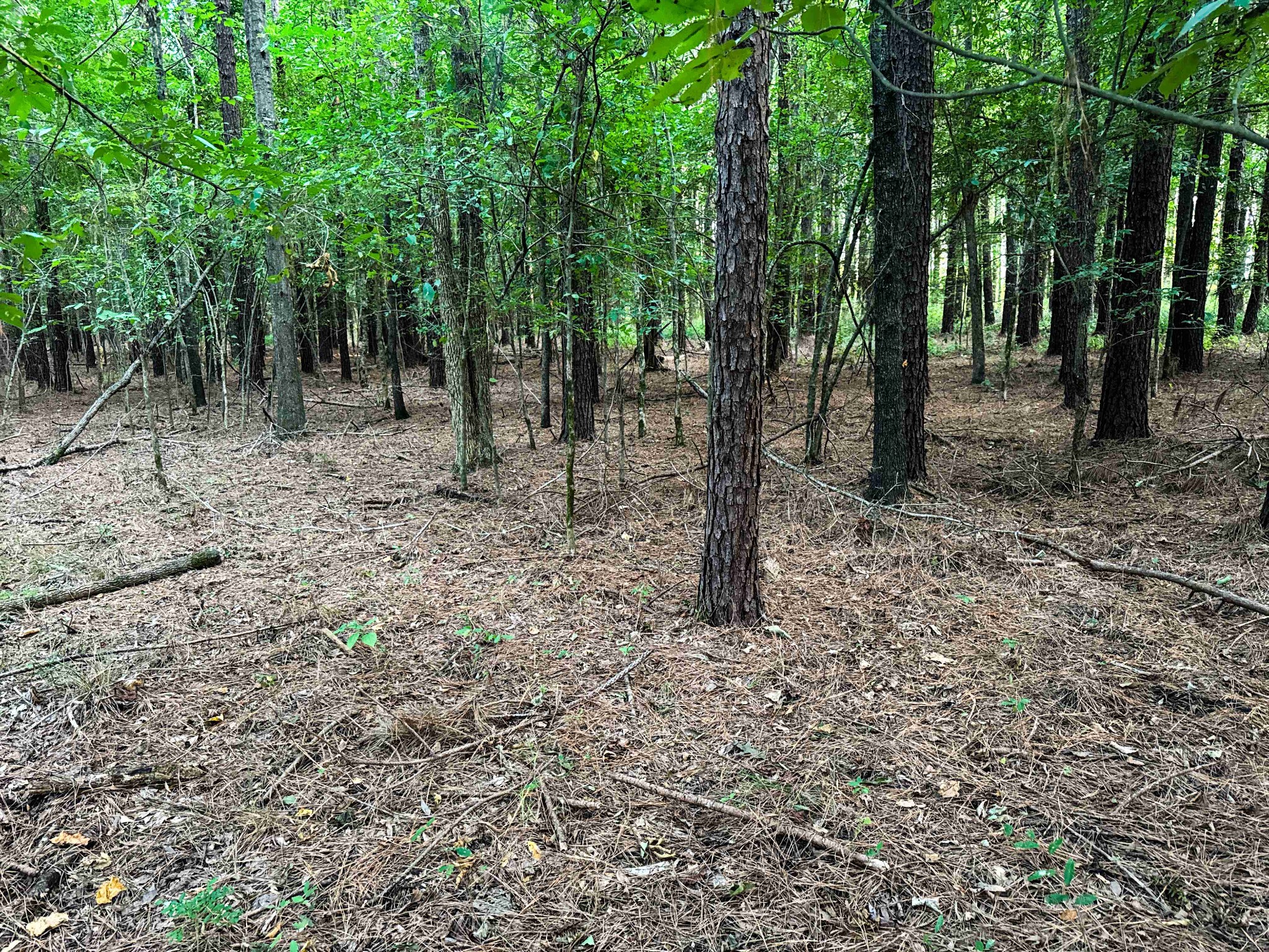 0 Leath Road Counce, TN 38326 - Photo 43 of 50 a view of a forest with trees in the background