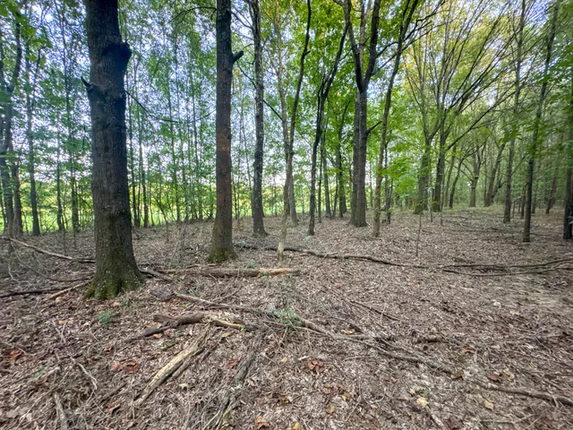 a view of a yard with plants