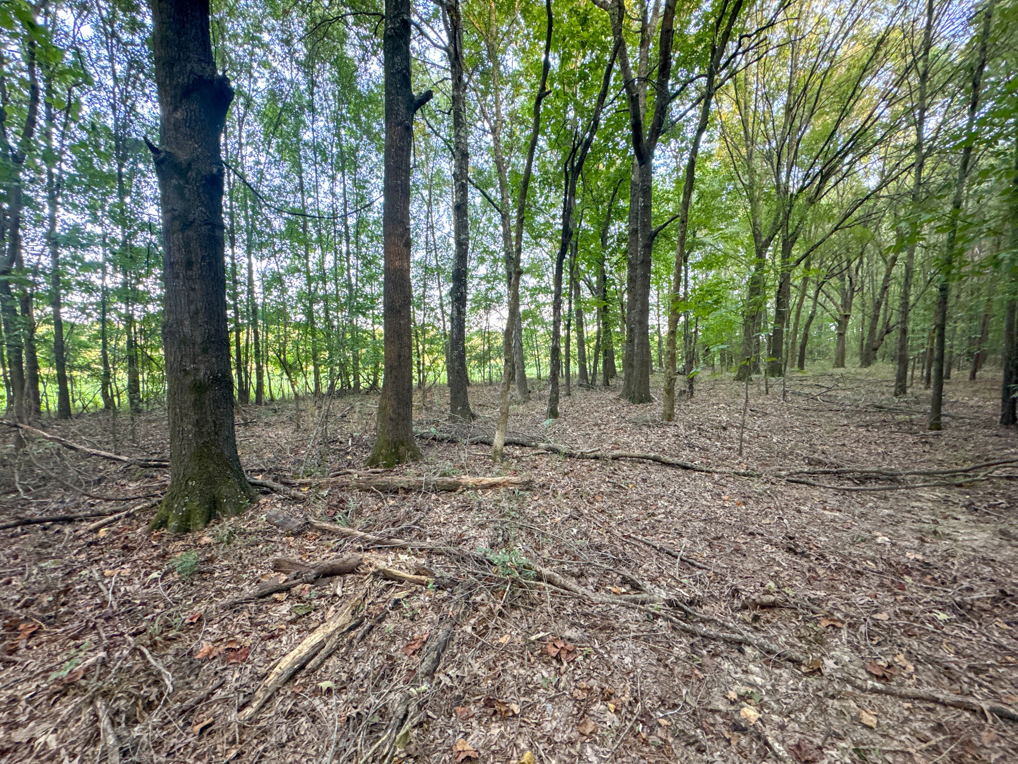 0 Leath Road Counce, TN 38326 - Photo 45 of 50 a view of a forest with trees in the background