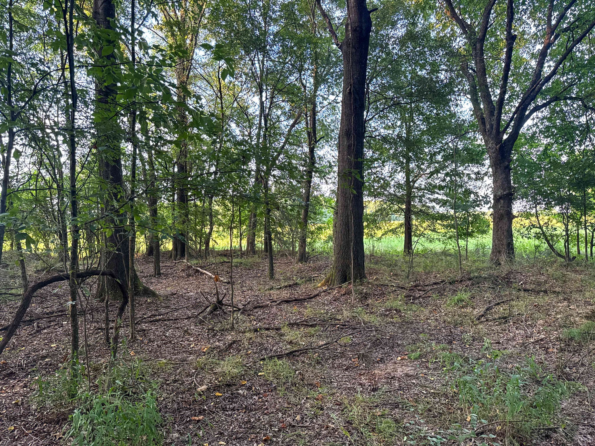 0 Leath Road Counce, TN 38326 - Photo 49 of 50 a view of a forest with trees in the background
