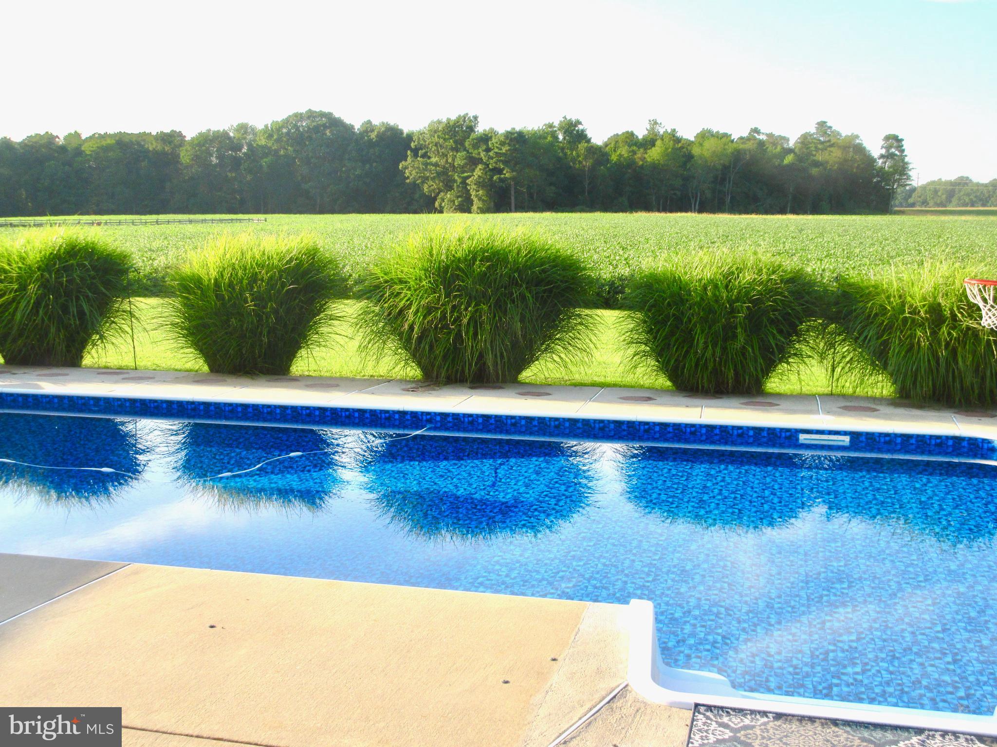 3334 Choptank Road Preston, MD 21655 - Photo 29 of 51 Beautiful yard views and Fountain Grasses.