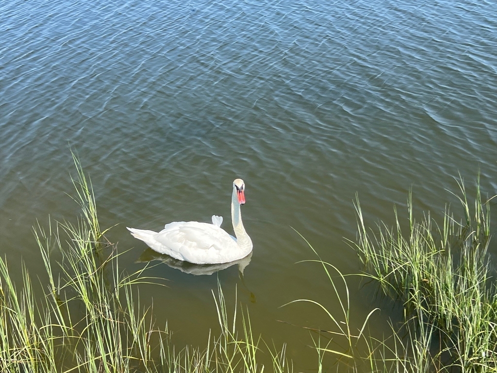 22 Eisenhower Road Swansea, MA 02777 - Photo 15 of 17 a bathroom with a sink and a mirror