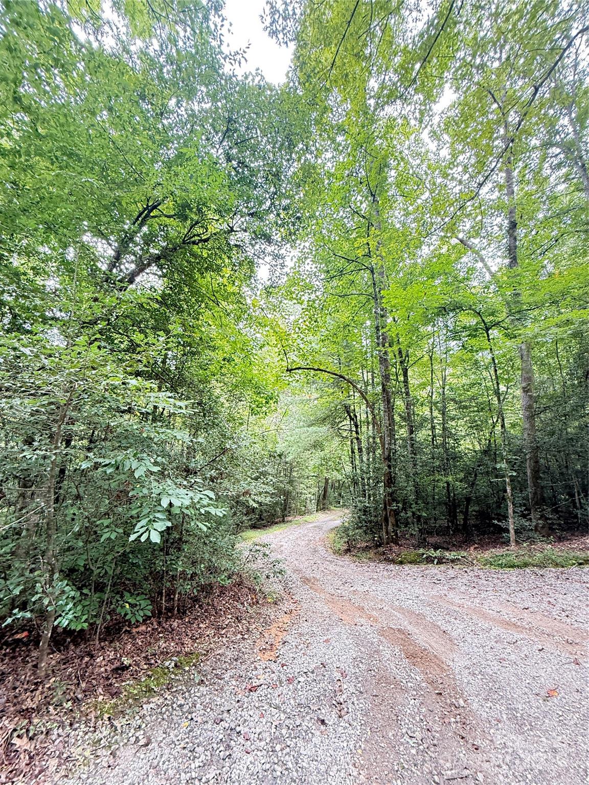 3430 Rose Creek Road Morganton, NC 28655 - Photo 47 of 48 a view of a forest with trees in the background