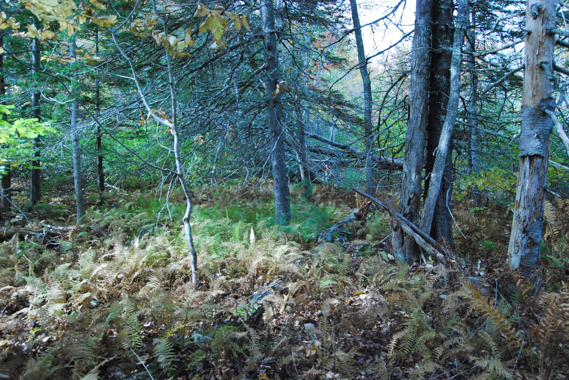 0 Rt 32 Round Pond, ME 04564 - Photo 3 of 7 6B7B74C9-D1F4-4172-BED0-6478658E173F