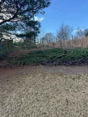 a view of a yard with a tree